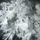 Illustration for article titled Did You Know that These Strange Fields of Ice Flowers Exist At Sea?